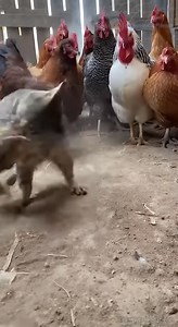 Cat Fights a Weasel… While a Whole Chicken Crowd Watches 😹🐔👀#cat #weasel #funnyanimals #shorts #AI | Chunky Cat and Friends