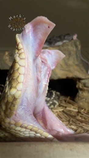 FANGS OUT FRIDAY! EDB Rattlesnake #fangsoutfriday