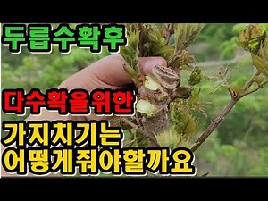 How should I prune my elm trees after harvesting? How to prune elm trees during pruning season
