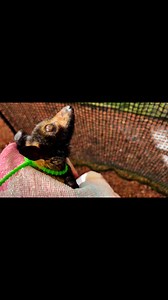Another barbed wire victim… this time a juvenile girl. You can see the large holes in her wing as she climbs. Because she’s still young, we’re hopeful the damage will heal with time, and that one day she’ll be ready for release back into the wild. #flyingfox #endangeredspecies #endangeredanimals #animal #cuteanimal #babybat #tickparalysis #bats #pollination #pollinator #batsanctuary #australia #queensland #farnorthqueensland #Wettropics #athertontablelands #BatRescue #AustralianWildlife #EcoAdap