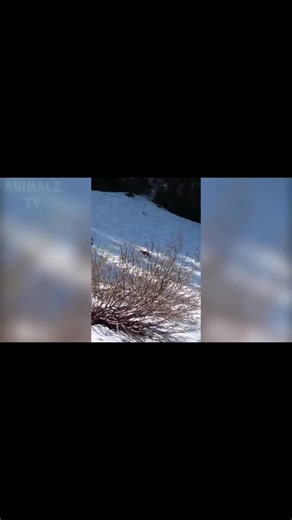 ANIMAUX DRÔLES nous fera RIRE extrêmement dur - Funny DOGS et CATS Compilation #ANIMAUX #animauxdecompagnie #animauxcute #drole_videos #RIRE #Compilation #CompilationRIRE