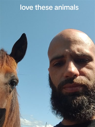 #equestrian#horses#themesong | horses