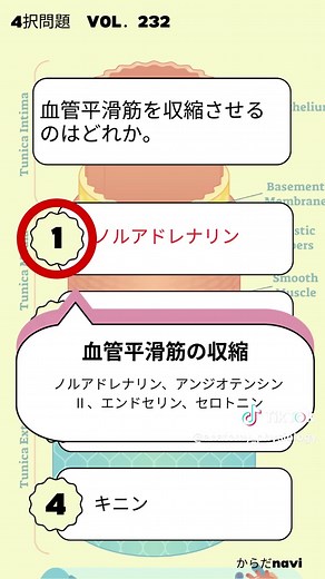 血管平滑筋の収縮に関与するのはどれか。 #国家試験 #理学療法士 #看護学生 #医療学生 #生理学 #鍼灸師 #解剖学 #からだnavi #看護師国家試験 #柔道整復師 #解剖生理学