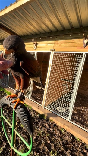 Bonding with Bruce: A Harris Hawk Experience