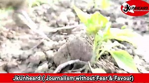 317K views · 3.8K reactions | Farmers Special Programme with Agriculture Expert Dr. Shabir Ahmad (JAEO Khag) Topic: Chilli Cultivation | JK Unheard | Facebook