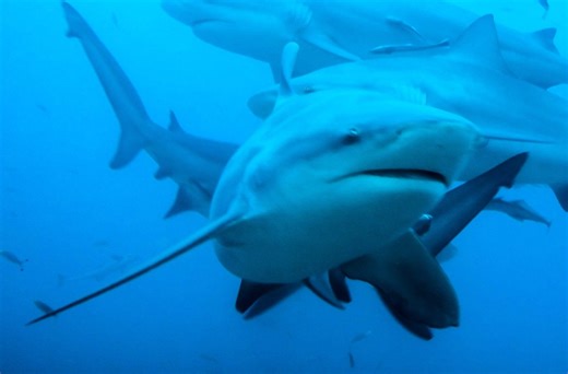 It's huge, crotchety, has a fondness for head butting, and is dangerous to humans – oh and can be found in BOTH rivers and oceans | Discover Wildlife