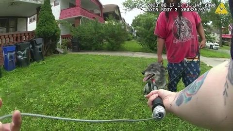 Owner reunited with beloved pet, a wolf-dog hybrid, after yearslong legal battle | Haystack News