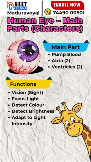 Human Eye – Main Parts & Functions 👁️ | NEET Biology Shorts #neetpreparation #studytips