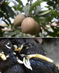 2.3M views · 8.9K reactions | Katanya pohon sawo bisa dicangkok coy | Grafting Examples | Facebook