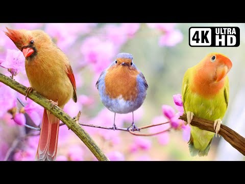 Relaxing Bird Sounds in Stunning Nature | Stress Relief & Calming Forest Ambience | Deep Relaxation