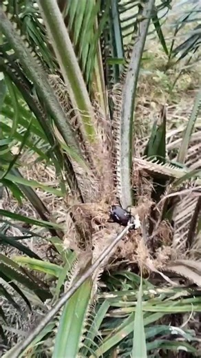 Hunting for oil palm pest beetles
