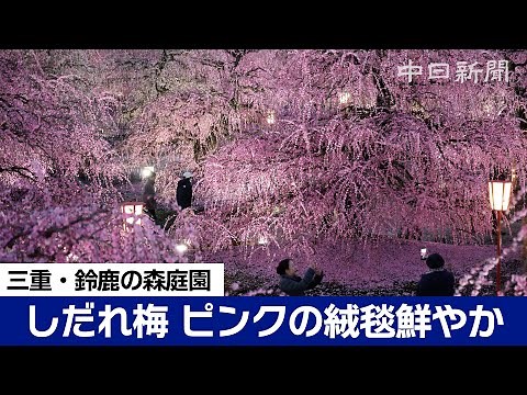鈴鹿の森庭園の梅が見ごろ