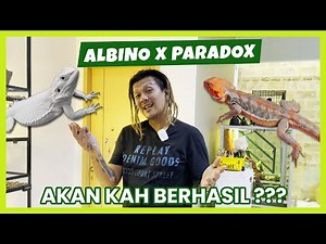 PROJECT ALBINO PARADOX BEARDED DRAGON