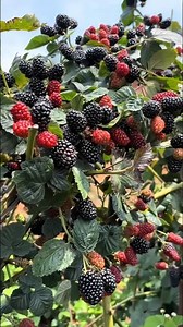 Blackberry Farming | Big Size Sweet Blackberries Harvest | Profitable Berry Farming