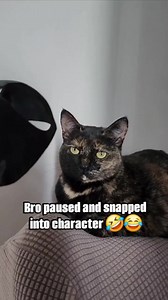 10K views · 113 reactions | Catman  #cat #catlover #catoftheday #batman #batmanmemes #heroes #DC #dccomics #comics #funnymemes #funnyreels #fypviralシ #fypシ゚ | Happy Haven | Facebook