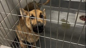 'They're going after us' | 2 women scammed on Nextdoor trying to help 'dog owner'