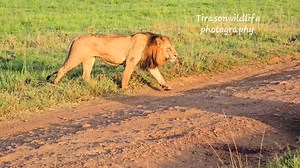 1.8M views · 10K reactions | Lormasi stealing from Hyenas | Maurice Tirason Tira | Facebook