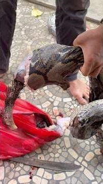 Python swallows two prey at once #largestsnakeintheworld #python