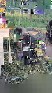 7.9K views · 1.5K reactions | The Zoo Crew!! | Little Bit Wildlife Rescue | Facebook