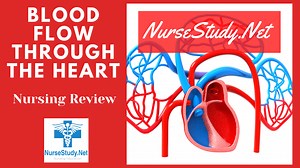 Blood Flow through the Heart - Pathophysiology - NurseStudy.Net