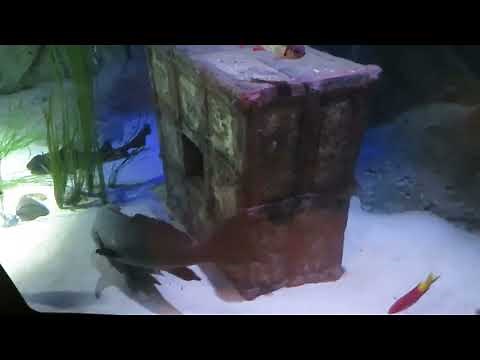 SEA LIFE Charlotte-Concord Aquarium Full Tour 2022