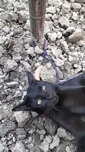 গিরগিটিকে মারলে কেনো সোয়াব হয়#tobythemeow