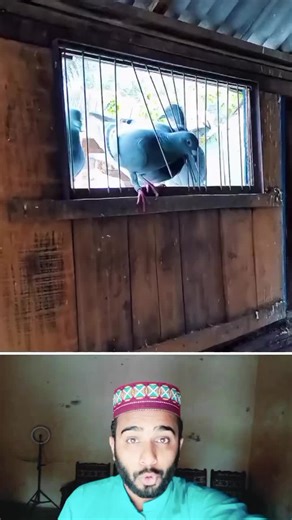 Top Viral Video Trends of the Year