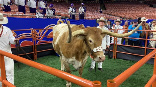 Bevo’s travels: The real-life Longhorn’s longest trips