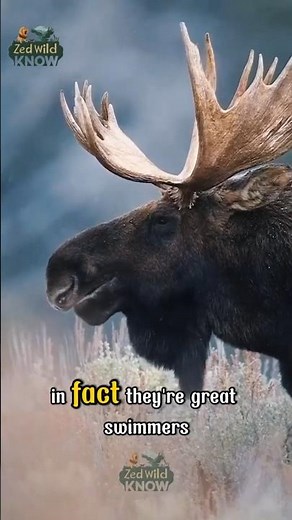 Mind-Blowing Facts About Moose 🦌