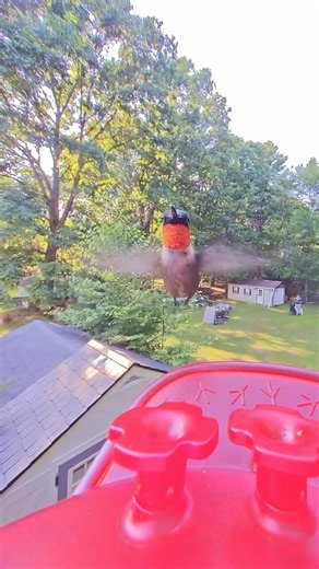 Beautiful Hummingbird Sounds Like a Tiny Jet Engine!