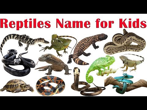 Reptiles Name for Kids - Learn Snake, Lizard, Turtle & More - Fun Reptile Learning with Pictures