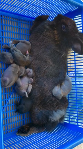 A mother rabbit and her newborn kits share a quiet moment of warmth 💕. Rabbits are incredible caregivers even though they nurse their babies just once or twice a day, their milk is so rich that it keeps the little ones full and growing fast! #rabbitbreeds #rabbitpost #rabbitcare #rabbit #rabbitlife | KM Rabbitry