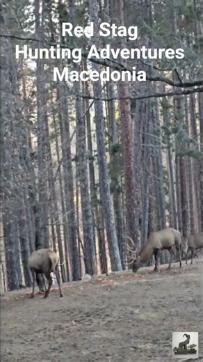 Red Stag - HUNTING ADVENTURES MACEDONIA