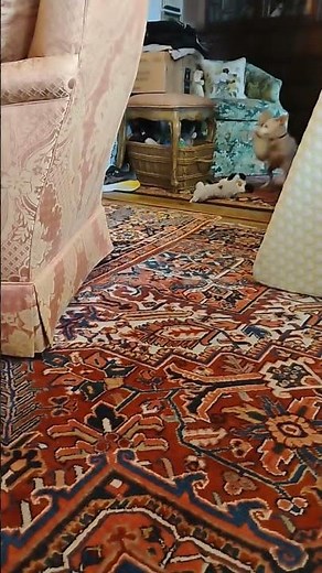 Buttercup the Chelsea Chihuahua/ Italian Greyhound Mix.