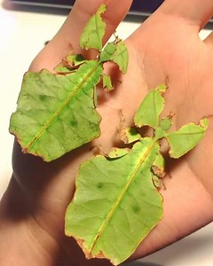 12K views · 357 reactions | Giant Leaf Insect (Phyllium giganteum) Origin: Malaysia, Asia Made by @richards_inverts | Macro Micro World | Facebook