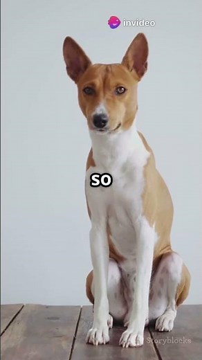 Meet the World's Oldest Dog Breed Still Alive!