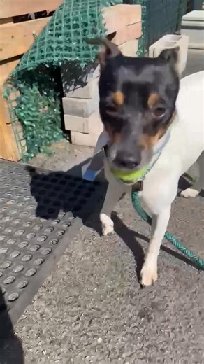 Moonpie is a Rat Terrier and Min Pin mix who has just begun a brand-new chapter in life. He came from a heartbreaking situation where 51 dogs were living in unsafe, unsanitary conditions. Until recently, he had never touched grass, been on a leash, or known what it means to have a soft, safe place to rest. But thanks to rescue, Moonpie is finally experiencing love and kindness for the very first time. Though still a bit timid, Moonpie makes new progress every single day. He’s discovering that he