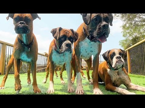 5 Boxers in the Swimming Pool