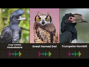 Bird Sounds That Sound Like Monsters in the Night