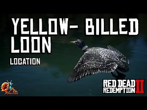 Yellow-Billed Loon Location - Red Dead Redemption 2