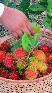 Rambutan salad | Joseph The Explorer