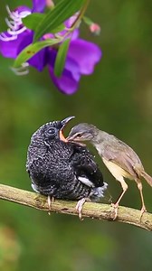 170K views · 1.9K reactions | Cuculus saturatus! | Saving Birds | Facebook