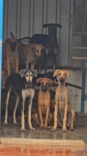 Aravind Jb on Instagram: "#yogilandkennel #madurai #puppies #chippiparai #petparenting #qualitydog #petlovers #viral #dogs #labrador #kannidogsofmadurai #kombaidogsofmadurai #instamood #instagood"