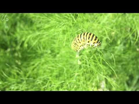 Von der Raupe zum Schmetterling - Metamorphose des Schwalbenschwanz Schmetterling