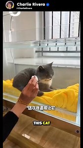 172K views · 4.1K reactions | This cat wanted to become a fish.  #cat #animallover #catsofinstagram #catoftheday #catloversclub #catlover #animallover #animals | Charlie Rivera | Facebook