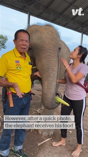 Never mess with a hungry elephant 😂 | VT
