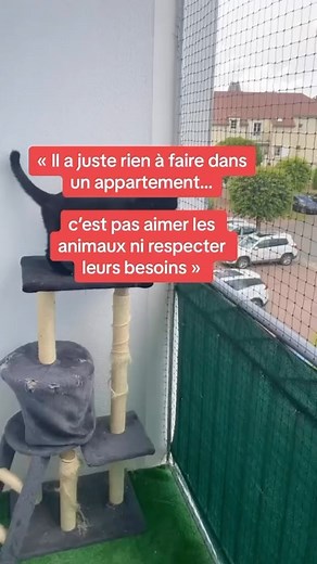 Et justement, les sécurités que je réalise sur les balcons et terrasses permettent aux chats d’avoir une pièce en plus 😉 🎥 @securitepourchats ☎️ 06.19.95.31.12 #securite #chat #balcon #terrasse #bienetreanimal #antichute #antifugue #protection #filet | Sécurité pour chats