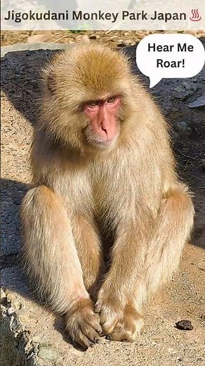 Japan’s Snow Monkey Hot Spring Paradise 🐒❄️ | Only at Jigokudani Monkey Park!
