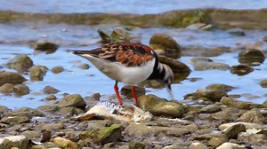 Spring migration is happening! Literally billions of #birds are currently flying north to their breeding grounds. Check out some incredible #ornithology facts about the epic journeys our feathered friends are making: https://abcbirds.org/blog/five-fantastic-bird-migration-facts/ Video: Ruddy Turnstone by Jay W. McGowan/Macaulay Library at the Cornell Lab of Ornithology | American Bird Conservancy