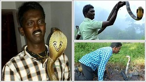 3000 பாம்பு கடி! 6 முறை ஐசியூ! உடலிலேயே உருவான "அதிசய" எதிர்ப்பு சக்தி - வாவா சுரேஷின் ஆச்சர்ய கதை!